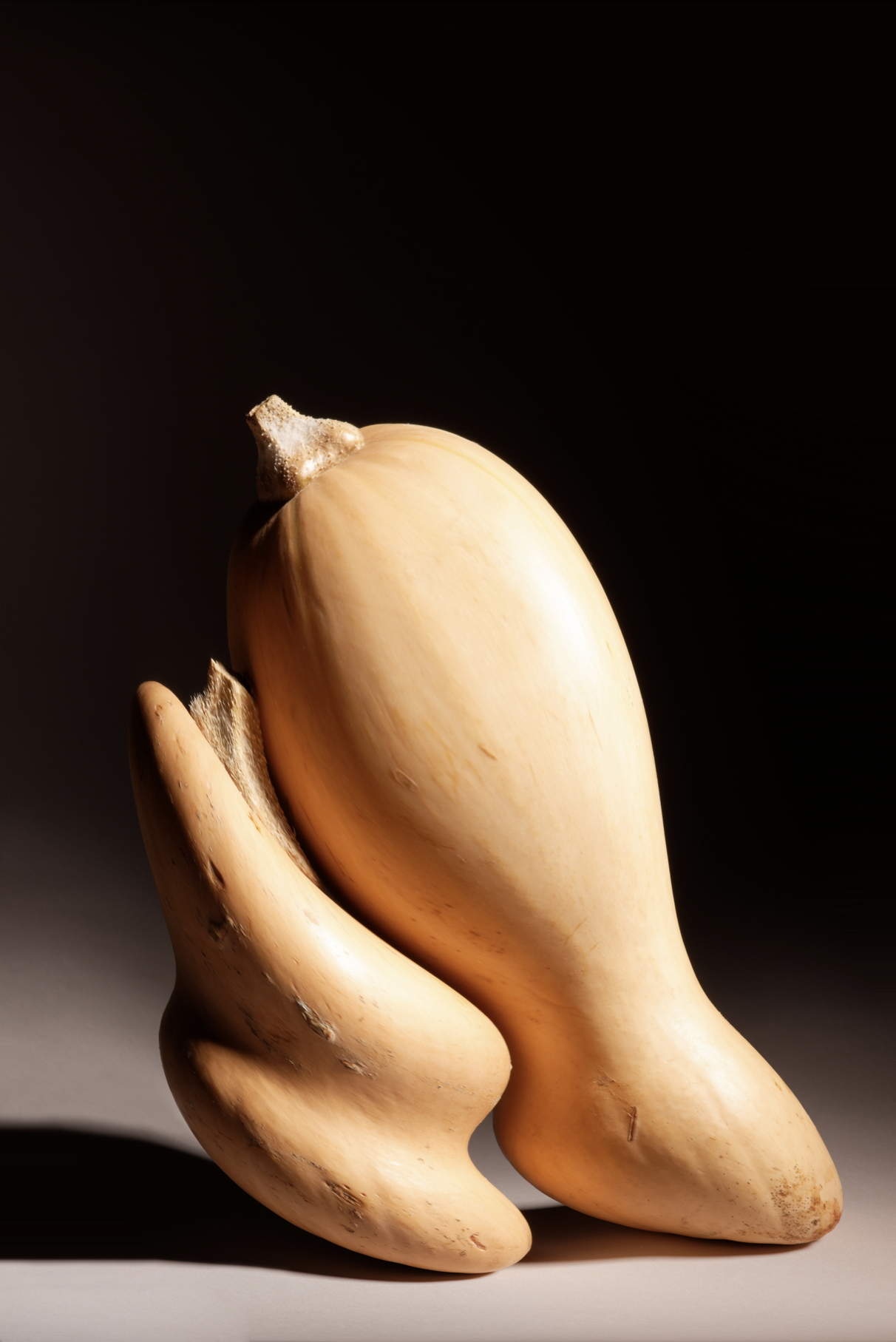 butternut forme