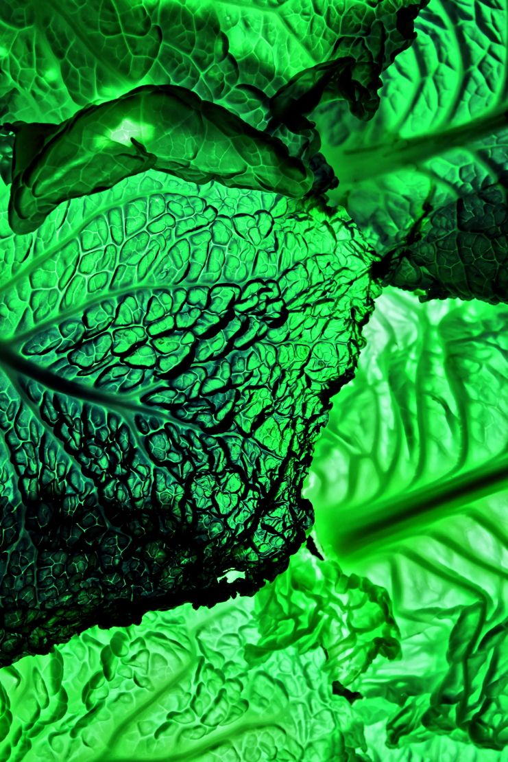 chou psychédélique